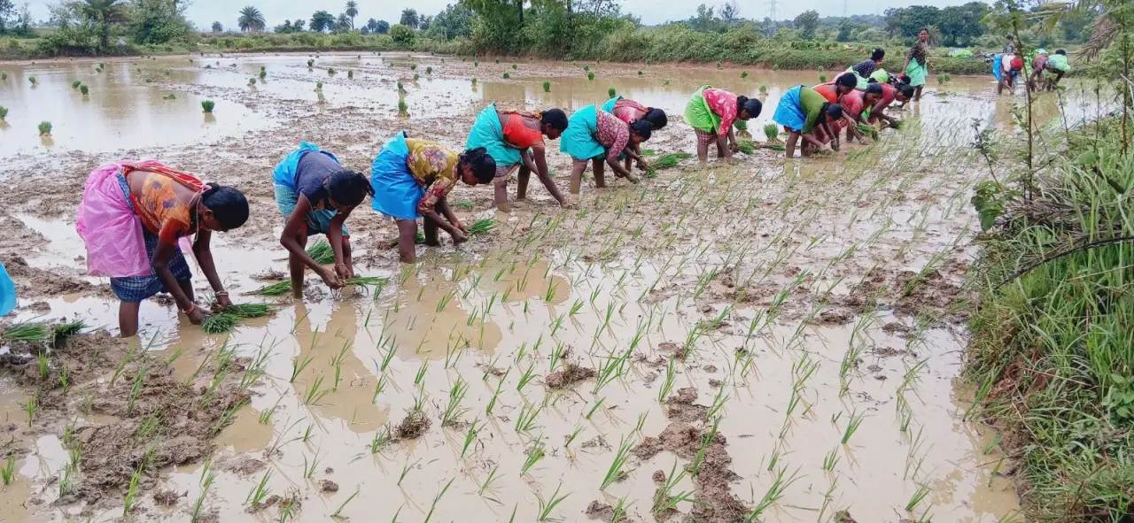 खरीफ सीजन में किसानों को बड़ी राहत: रायगढ़ के 33 हजार किसानों तक पहुंची 113.47 करोड़ की अग्रिम सहायता, साय सरकार ने समय पर उपलब्ध कराए खाद-बीज,