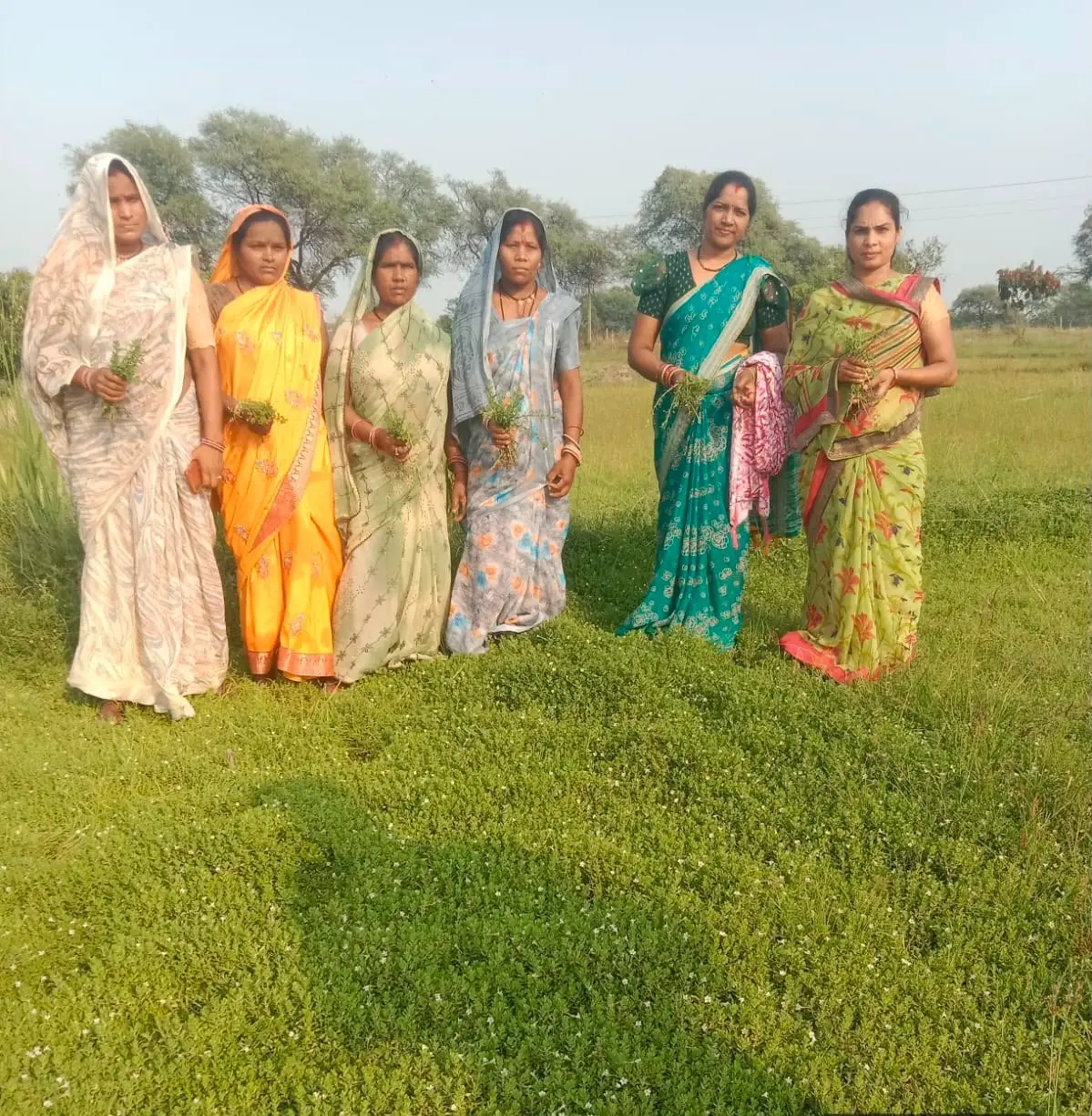 धमतरी मॉडल बना देश के लिए प्रेरणा,औषधीय पौधों की खेती से बदली महिलाओं की तकदीर, बढ़ेगा दायरा,