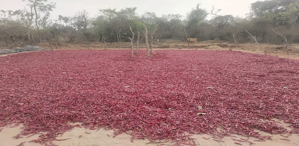 बीजापुर : उद्यानिकी विभाग की सहायता से बदली किसान की तस्वीर, मल्चिंग तकनीक से मिर्च की खेती में हुई छह लाख रुपये की आय