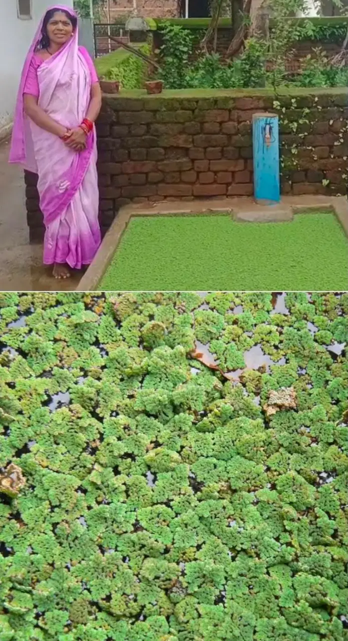 रायपुर : अजोला से संवरी आजीविका : धमतरी की बिहान दीदियों ने प्राकृतिक खेती और आत्मनिर्भरता का रचा नया इतिहास