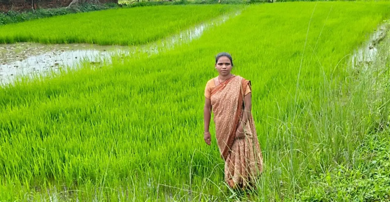 रायपुर : महिलाओं की सामूहिक ताकत से महका एमसीबी का जीराफूल धान