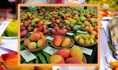 भोपाल : राजधानी में 14 जून से लगेगा पांच दिवसीय आम महोत्सव, मिलेंगी कई किस्में