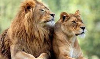 प्यार की तलाश में दो अफ्रीकी शेरों ने की सबसे लंबी तैराकी