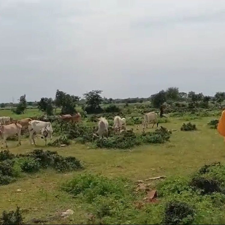 गोवंश को सड़क दुर्घटना से बचाने की पहल:ग्रामीणों ने बना डाली अस्थाई गोशाला, कलेक्टर के निर्देशों का नहीं हुआ था पालन