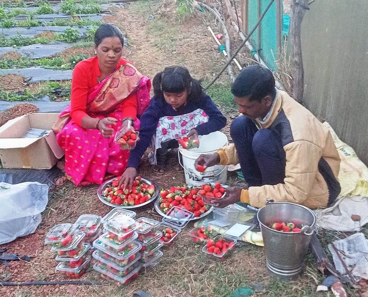 जशपुर अंचल में लोकप्रिय हो रही है स्ट्राबेरी की खेती,प्रति एकड़ 3 से 4 लाख तक कमाई, 60 किसान कर रहे हैं खेती...