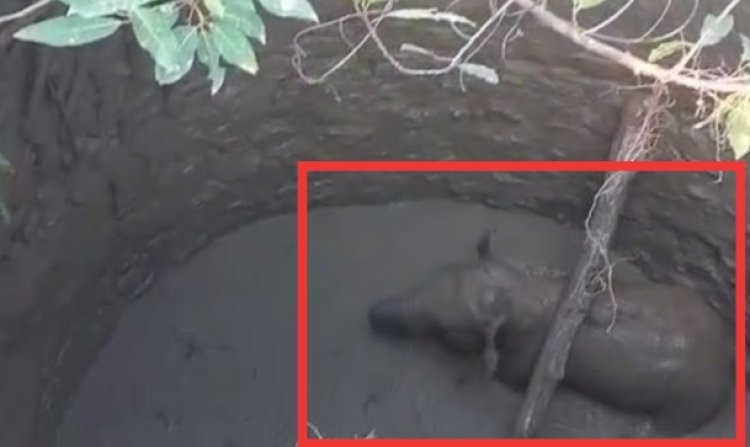 Raigarh Breaking : फिर कुएं में गिरा हाथी का बच्चा..रेस्क्यू करने जेसीबी लेकर पहुंची वन विभाग की टीम..पढ़ें पूरी खबर