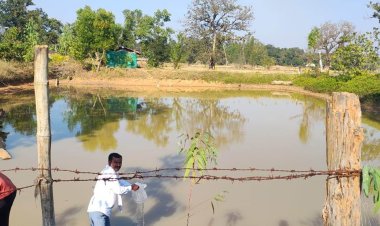 रायपुर : बड़ेबंजोड़ा में मनरेगा डबरी बनी आजीविका का आधार, हितग्राहियों को मिला झींगा बीज
