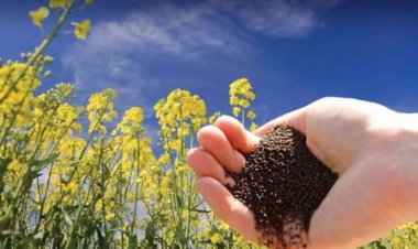 किसानों के लिए आय में वृद्धि का नया अध्याय पीएम-आशा योजना    