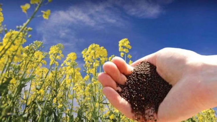 किसानों के लिए आय में वृद्धि का नया अध्याय पीएम-आशा योजना    