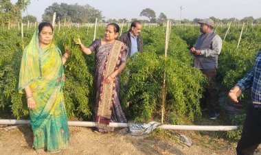 ड्रिप तकनीक से बदली खेती की तस्वीर: धान–मिर्ची की फसल से किसान मुकेश चौधरी को सालाना लाखों की आमदनी    