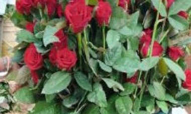 खेतों में अब सिर्फ धान नहीं, खुशबू भी उग रही है,छत्तीसगढ़ में पुष्प खेती से बदल रही किसानों की तकदीर,राज्य में 12 हजार हेक्टयेर में फूल की खेती,,,