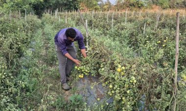 ग्राफ्टेड टमाटर की खेती से युवराज साहू को हो रहा दोगुना फायदा