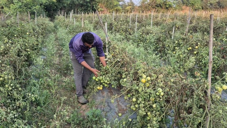 ग्राफ्टेड टमाटर की खेती से युवराज साहू को हो रहा दोगुना फायदा