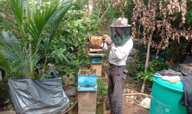 मधुमक्खी पालन बनीं रोज़गार की कुंजी : अतिरिक्त आय का सशक्त माध्यम बना मधुमक्खी पालन  