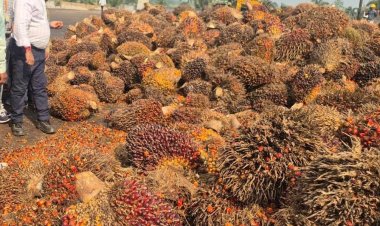 छत्तीसगढ़ सरकार का बड़ा निर्णय : ऑयल पाम की खेती पर अनुदान के अतिरिक्त मिलेगी टॉपअप   