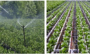 प्रधानमंत्री कृषि सिंचाई योजना : स्प्रिंकलर एवं ड्रिप सिंचाई से किसानों को बहुआयामी लाभ