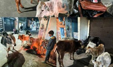 भीषण ठंड में एक माह से भी ज्यादा समय से अपने खर्चे से भाजपा नेता व समाजसेवी प्रदीप सलूजा बेजुबान जानवरों के लिए रोज बड़ा बाजार में जला रहे है अलाव,