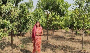 मनरेगा से बदली बंजर भूमि की तकदीर, तमनार में हरियाली बनी ग्रामीण आजीविका का सहारा