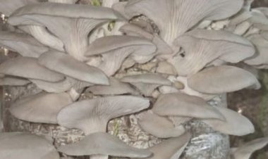 जैविक मशरूम उत्पादन से आत्मनिर्भर बनी दंतेवाड़ा की नारी शक्ति