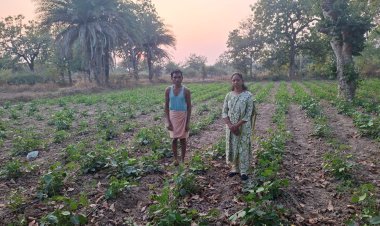 आधुनिक तकनीक से बढ़ा सब्जी का उत्पादन  