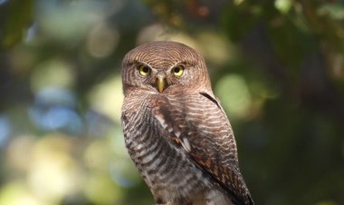 बारनावापारा अभयाण्य में "बर्ड सर्वे 2026" का आयोजन,200 से अधिक पक्षी प्रजातियों का रिकॉर्ड दर्ज