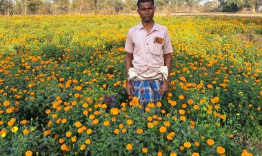 धान से गेंदा फूल तक का सफर- बरगांव के देवानंद निषाद ने एक एकड़ में कमाए ढाई लाख  