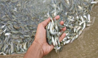 कवर्धा : वैज्ञानिक पद्धति से मछली पालन कर आत्मनिर्भर बने युवा किसान विनय चंद्रवंशी