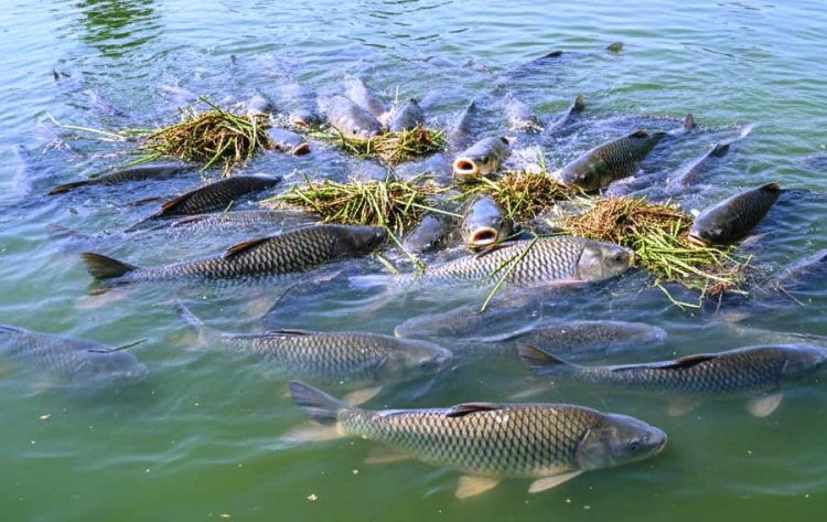 प्रधानमंत्री मत्स्य संपदा योजना से हरिशंकर पटेल की बदली तकदीर 