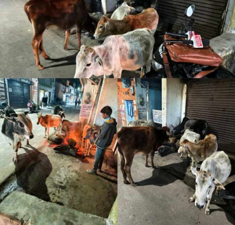 भीषण ठंड में एक माह से भी ज्यादा समय से अपने खर्चे से भाजपा नेता व समाजसेवी प्रदीप सलूजा बेजुबान जानवरों के लिए रोज बड़ा बाजार में जला रहे है अलाव,