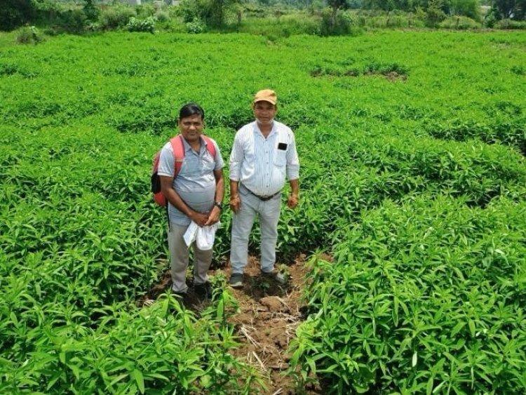 जैविक खेती ने बदली तस्वीर : मूलचंद बंजारे ने वैज्ञानिक पद्धति अपनाकर बढ़ाया उत्पादन, कीट-रोग से मिली राहत  