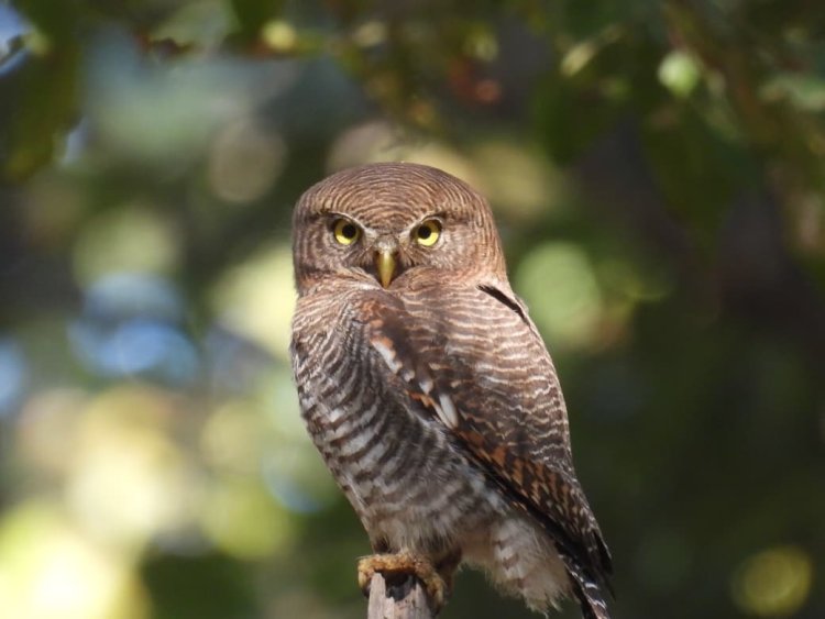 बारनावापारा अभयाण्य में "बर्ड सर्वे 2026" का आयोजन,200 से अधिक पक्षी प्रजातियों का रिकॉर्ड दर्ज