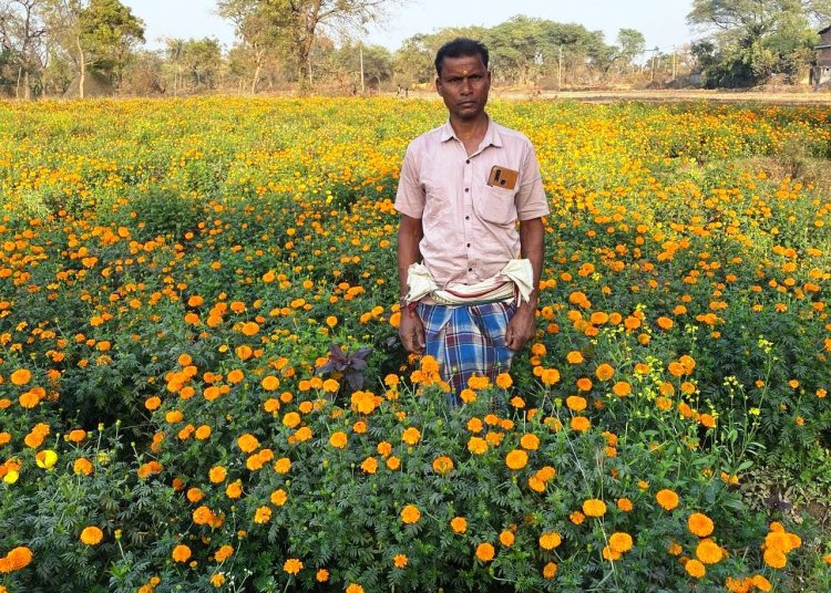 धान से गेंदा फूल तक का सफर- बरगांव के देवानंद निषाद ने एक एकड़ में कमाए ढाई लाख  