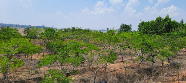 3.52 लाख पौधों के रोपण से हरित आवरण में हुआ बढ़ोत्तरी