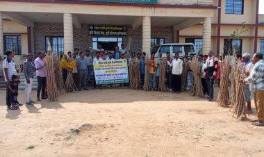 कोंडागांव : कोंडागांव जिले में कसावा की खेती : कृषि विज्ञान केंद्र का नवाचार