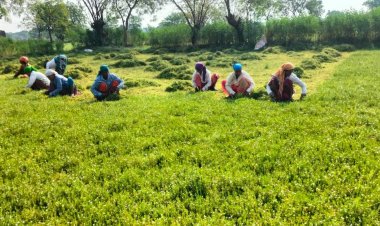 धान से ब्राम्ही तक : कम लागत में अधिक लाभ की ओर अग्रसर किसान
