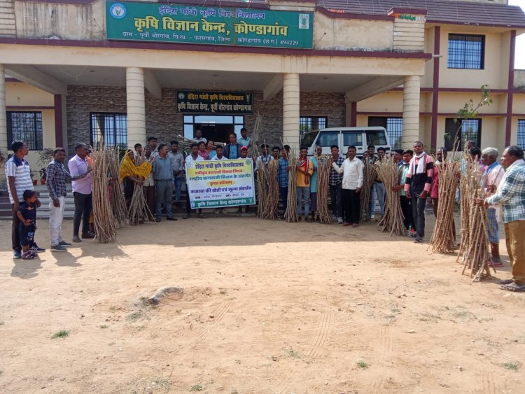 कोंडागांव : कोंडागांव जिले में कसावा की खेती : कृषि विज्ञान केंद्र का नवाचार