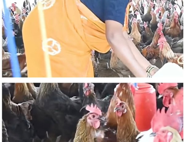 धमतरी : आजीविका मिशन से बदली तस्वीर: चर्रा की योगेश्वरी देवांगन बनीं महिला सशक्तिकरण की प्रेरणा