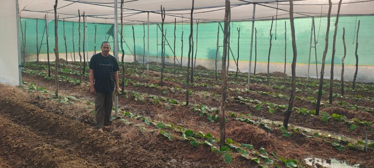 पान की विलुप्त होती खेती को नया जीवन, छुईखदान में पान अनुसंधान केन्द्र की स्थापना  