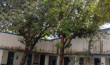 मनेन्द्रगढ़ न्यायालय परिसर बना प्राकृतिक आकर्षण का केंद्र,  परिसर के अंदर लगे लीची, आम, कटहल से लदा न्यायालय परिसर लोगो को कर रहा आकर्षित,,,