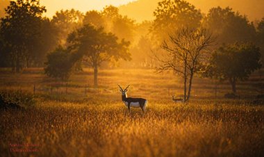“मन की बात” में छत्तीसगढ़ का निरंतर जिक्र गौरव की बात : मुख्यमंत्री श्री विष्णु देव साय,