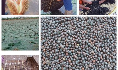 रायपुर : छत्तीसगढ़ में मखाना उत्पादन को प्रोत्साहन