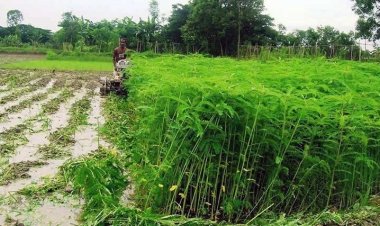 विशेष लेख : हरी खाद- खेती में बढ़ेगा उत्पादन, मिट्टी की सेहत होगी बेहतर