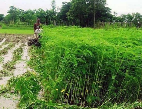 विशेष लेख : हरी खाद- खेती में बढ़ेगा उत्पादन, मिट्टी की सेहत होगी बेहतर