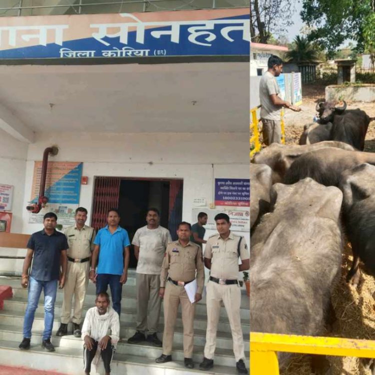 अवैध पशु तस्करी का पर्दाफाश, बुचड़खाने ले जाए जा रहे 17 भैंसों को सोनहत पुलिस ने किया बरामद, 