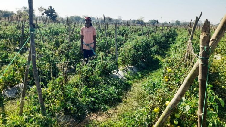 रायपुर : राष्ट्रीय कृषि विकास योजना से फायदा : ग्राफ्टेड टमाटर की खेती से दुबेलाल का बढ़ा मुनाफा