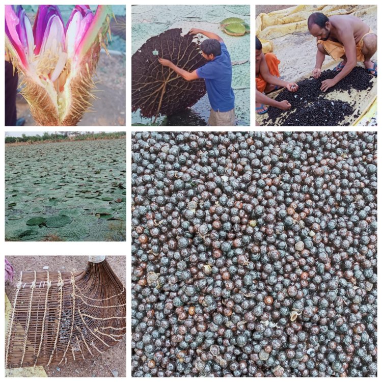 रायपुर : छत्तीसगढ़ में मखाना उत्पादन को प्रोत्साहन