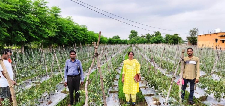 रायपुर : राष्ट्रीय कृषि विकास योजना: ईश्वरी प्रसाद ने टमाटर उत्पादन से कमाए 02 लाख 90 हजार रूपए