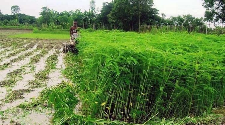 विशेष लेख : हरी खाद- खेती में बढ़ेगा उत्पादन, मिट्टी की सेहत होगी बेहतर