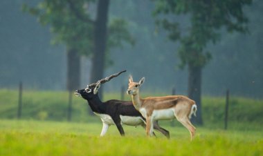 रायपुर : विशेष लेख : पारिस्थितिकी बहाली का छत्तीसगढ़ मॉडल - 'बारनवापारा में काले हिरणों की वापसी'