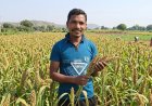 सफलता की कहानी : मिलेट से बढ़ी आय, किसानों के जीवन में आई खुशहाली,श्री अन्न की खेती बन रही लाभ का नया माध्यम,,,